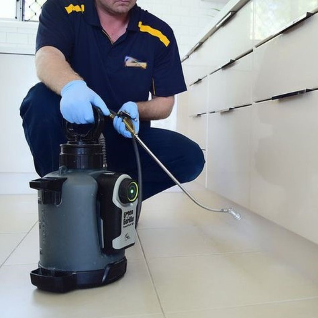 Rodent Control Melbourne by Vanguard Eco Solutions: Comprehensive Property Protection