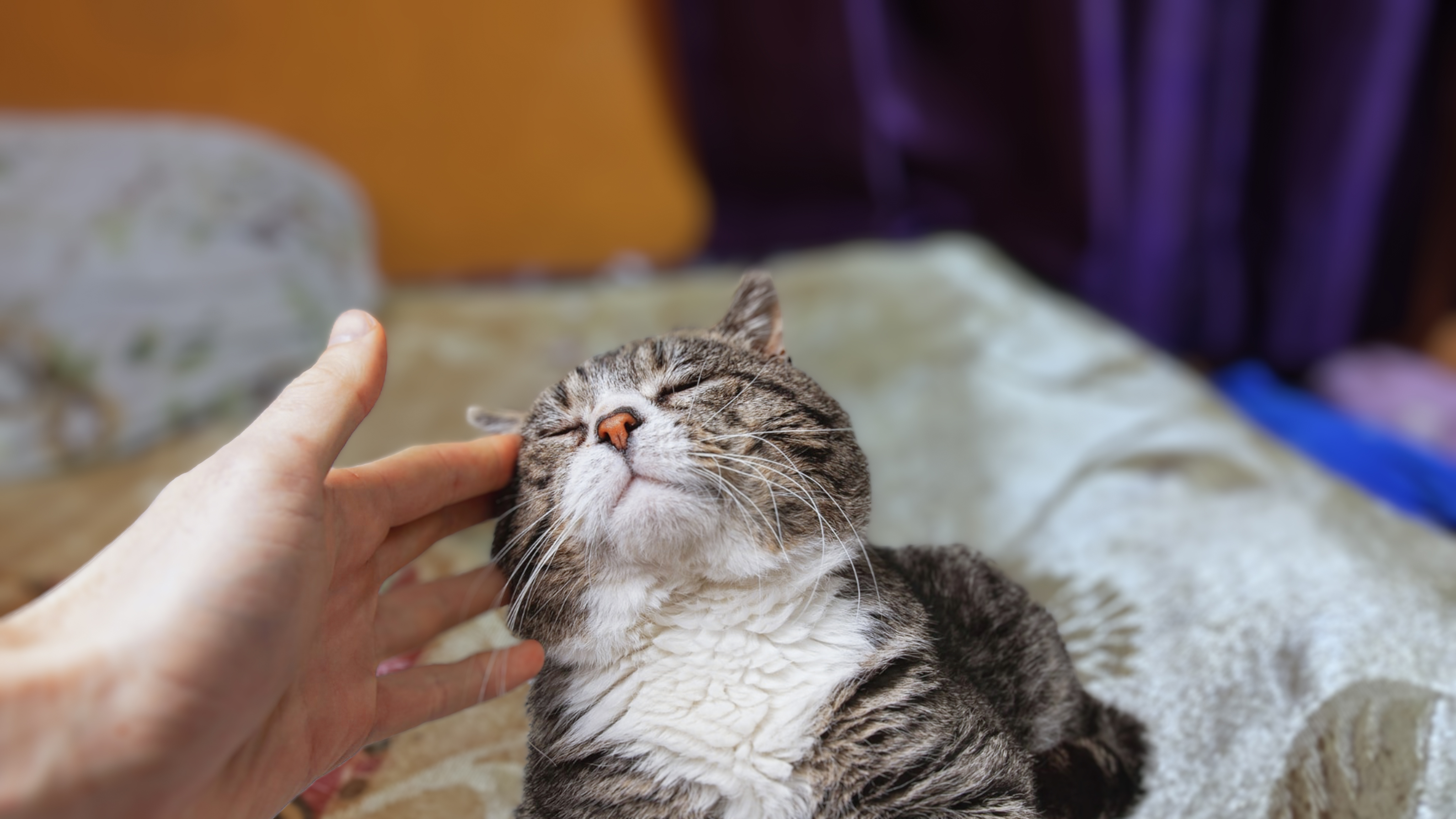 24/7 Furries Next Home Dog & Cat Day Care, Creche