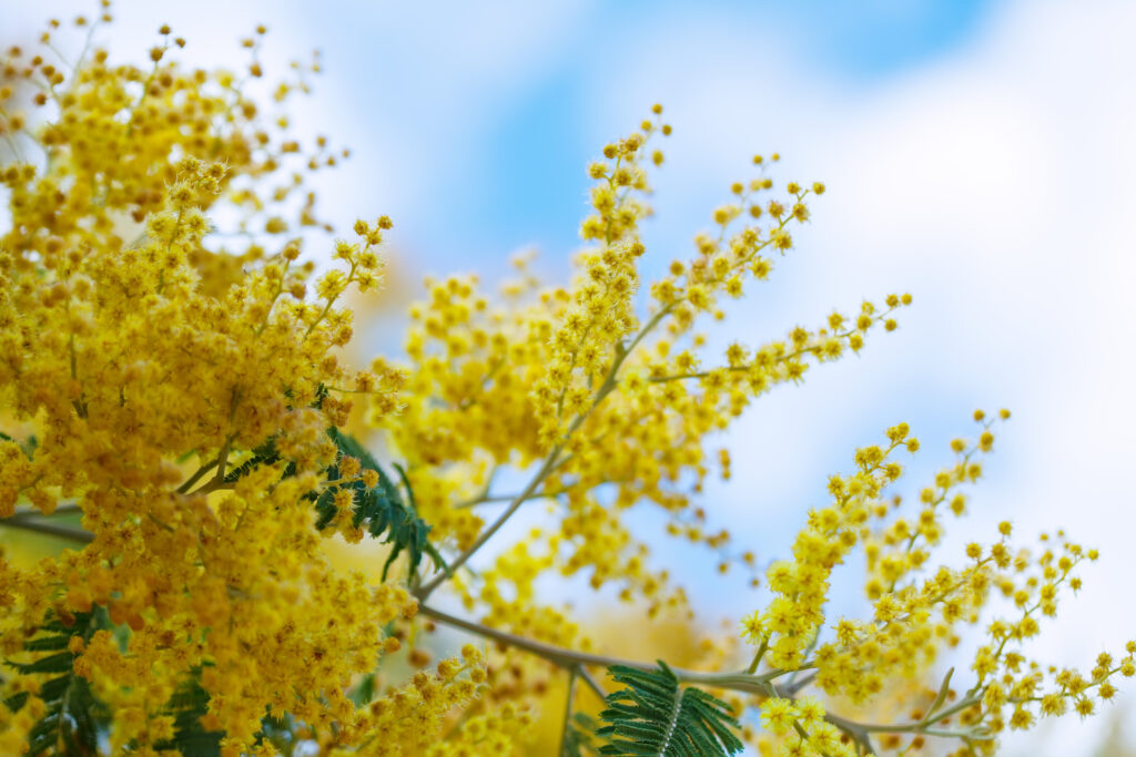 Mimosa Hostilis Australia