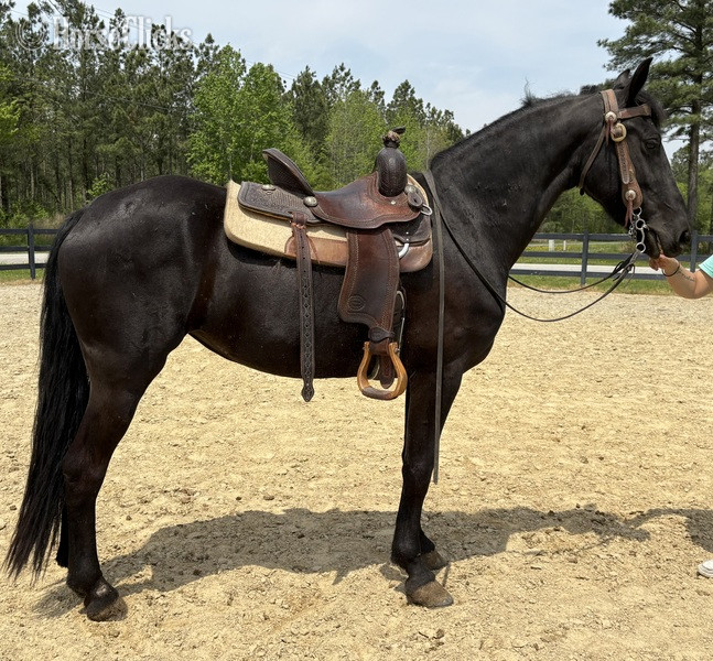Beautiful Purebred Friesian gelding ‘KOKO H