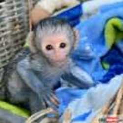 cute home trained Babies Spider monkeys, marmoset monkeys and capuchin monkeys available for sale/adoption.