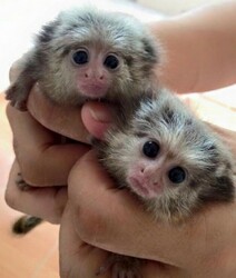 Marvelous Capuchin and marmoset Monkeys for Sale/adoption