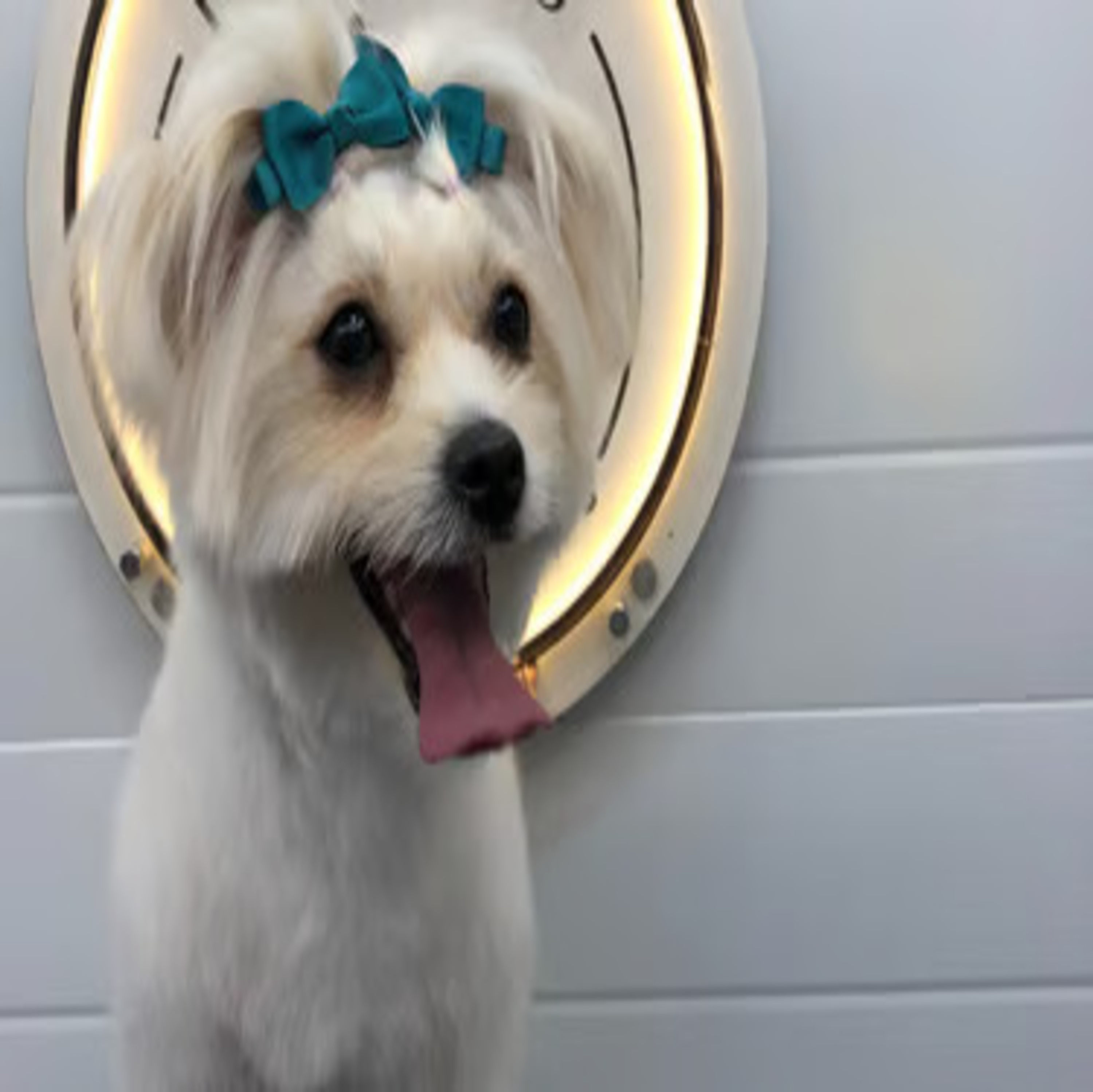 Fluffy Tails – Expert Mobile Dog & Cat Grooming Services