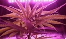 Canada’s Premier Cannabis