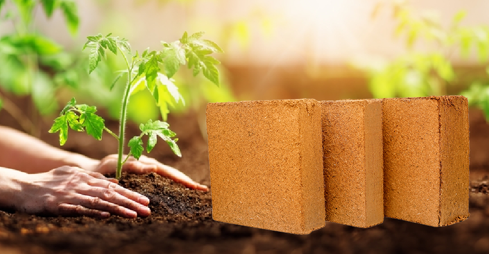 Buffered Coco Peat - SPM Substrates