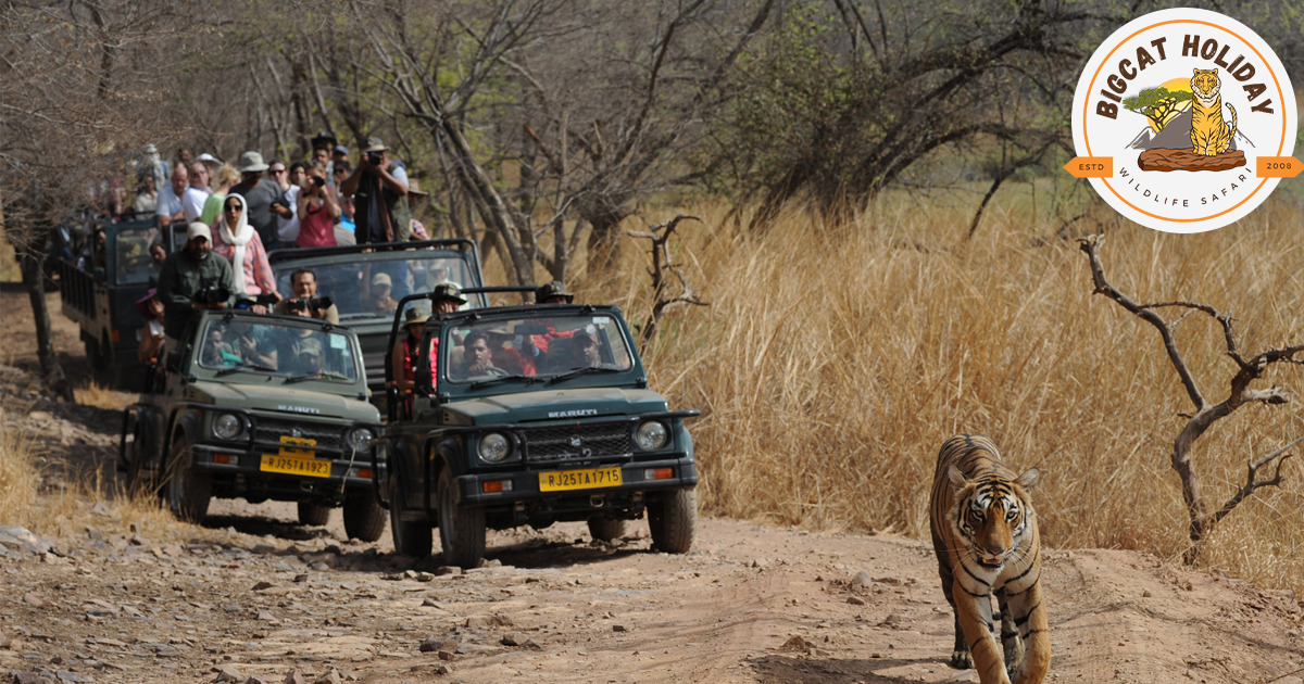 Embark on a Thrilling Adventure – Ranthambore Tiger Safari Awaits You!