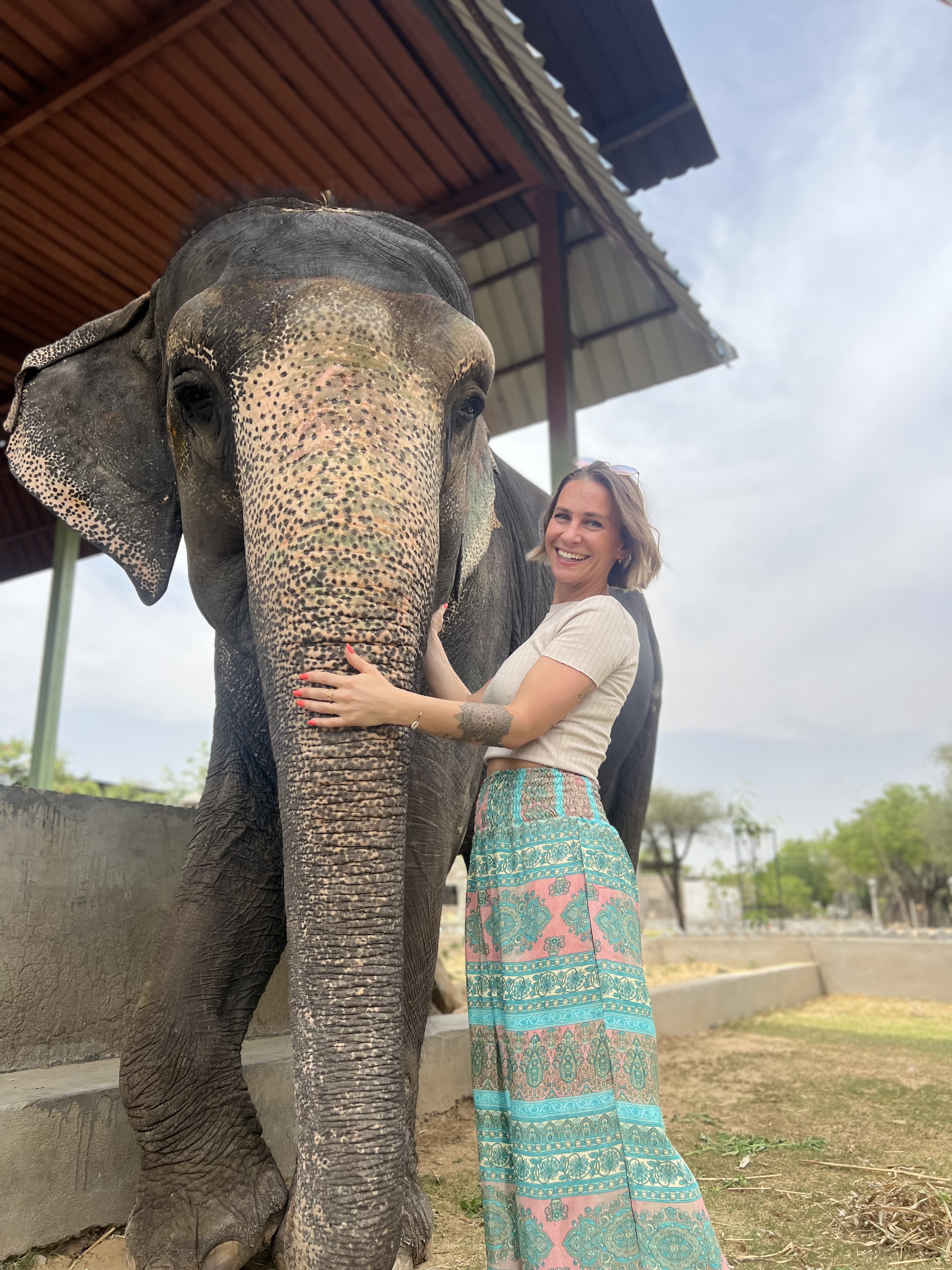 Experience the Majestic Elephant Rides in Jaipur!