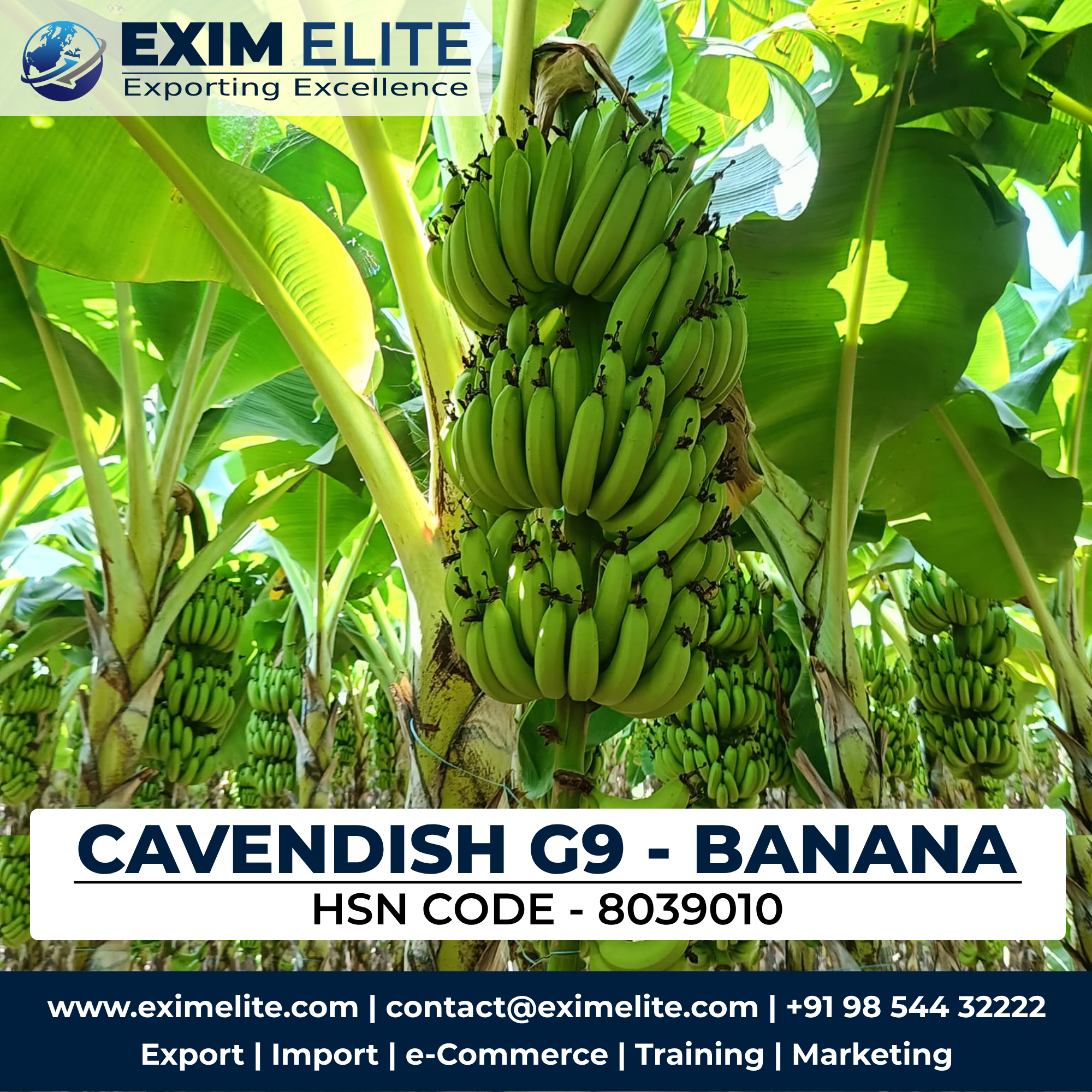 Top Banana Exporter in India