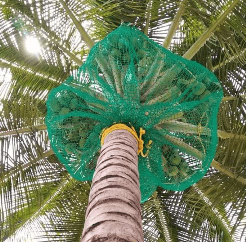 Best Coconut Tree Safety Nets in Bangalore | Call 