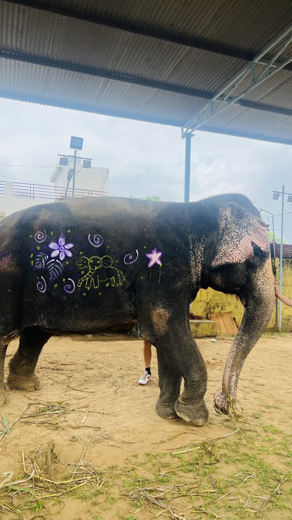 Discover Jaipur’s Best Elephant Sanctuary with Elefriendride