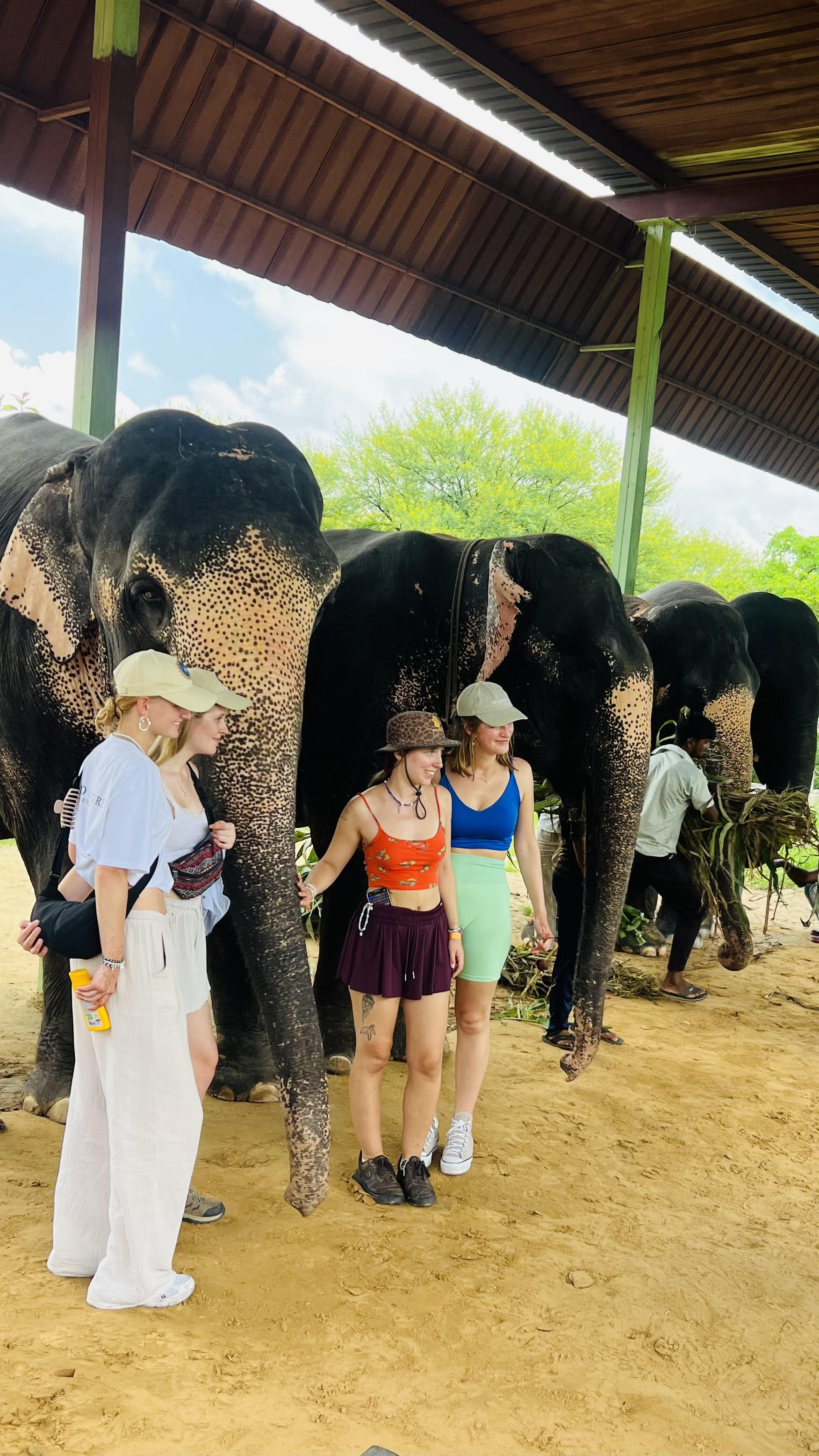 Elephant Activities in Jaipur with Elefriendride!