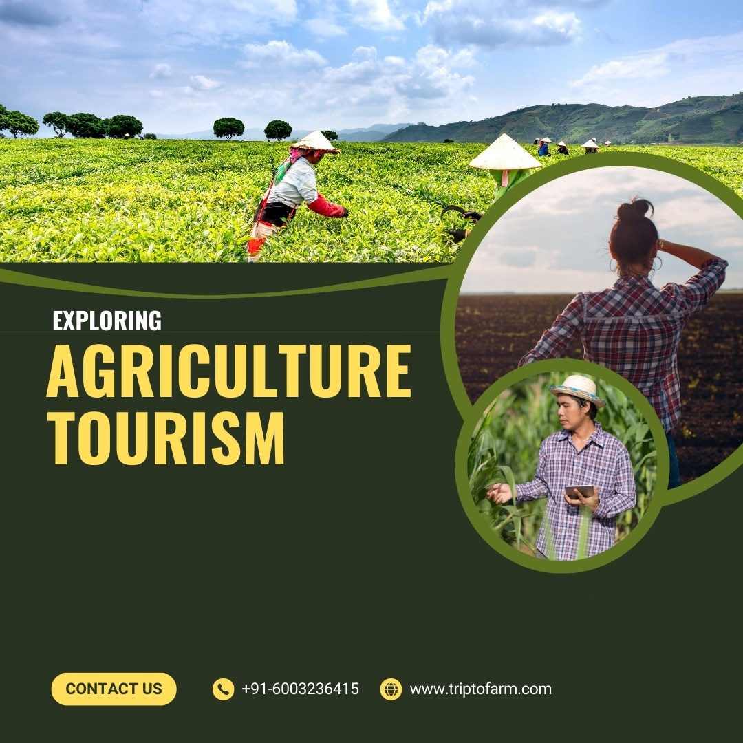 Exploring Agriculture Tourism : Should You Try a Farming Adventure?