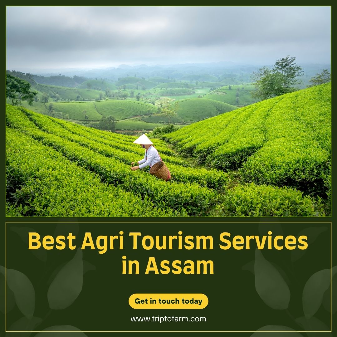 Best Agritourism Services in Assam