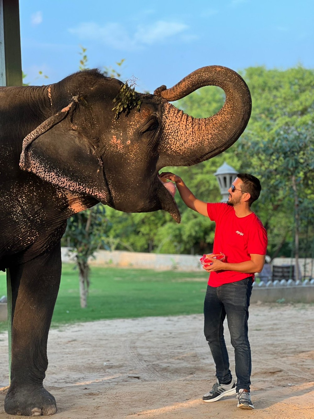Discover Elefriendride – The Ethical Elephant Sanctuary in Jaipur!