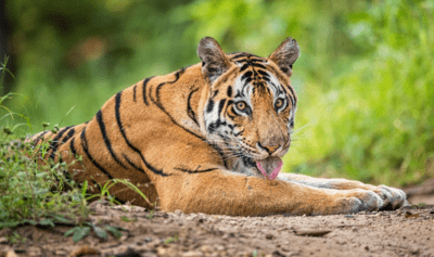 Best Places to See Tigers in India: Top Reserves for Tiger Enthusiasts