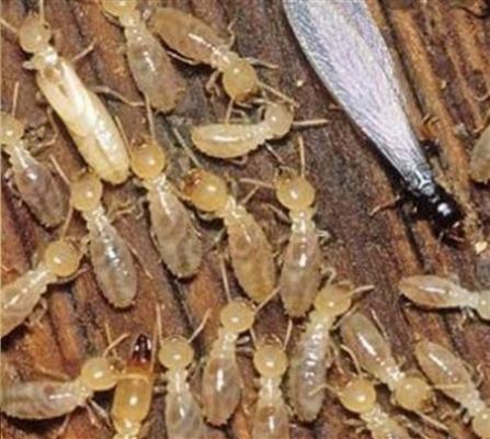 pushpa pest control service