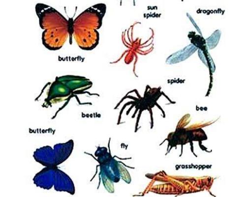 pushpa pest control service