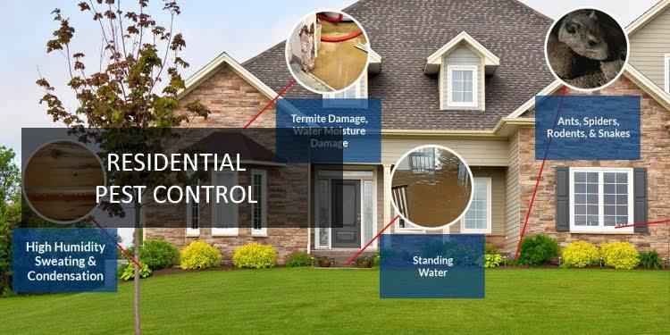 pushpa pest control service