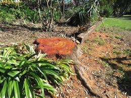 bay stump grinding