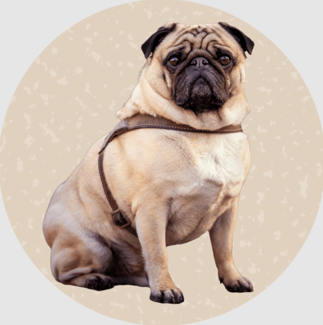 poo-fessional cleanups | waste management in san jose