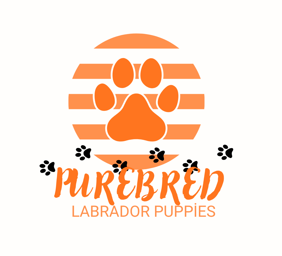 PUREBRED LABRADOR PUPPIES