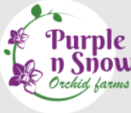 PURPLE N SNOW
