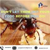 JAYRAJ PEST CONTROL AND HOME CLEANING SERVICES